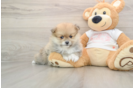 Fluffy Dwarf Spitz Purebred Puppy