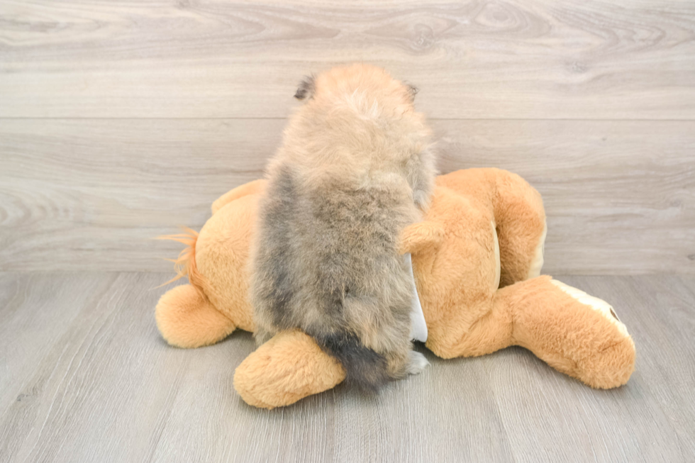Pomeranian Pup Being Cute