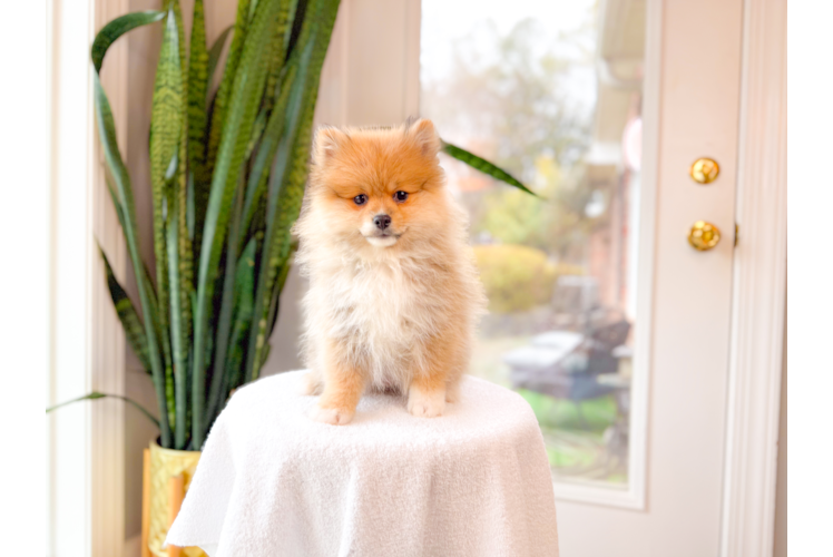 Best Pomeranian Baby