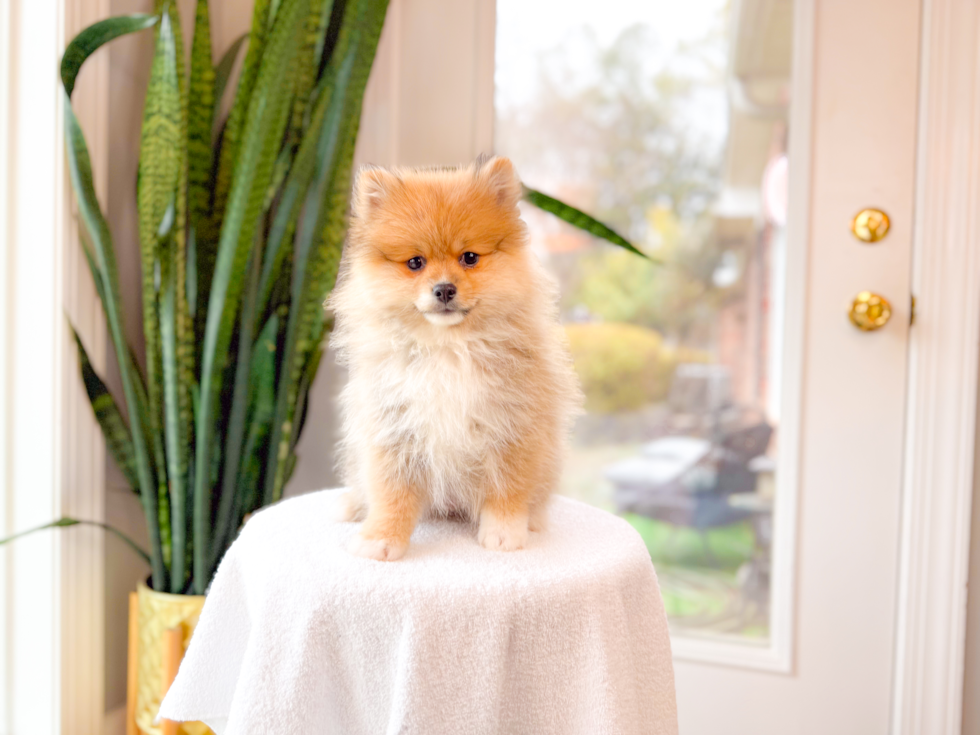 Best Pomeranian Baby