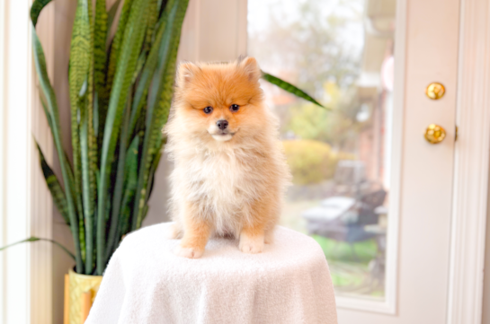 Best Pomeranian Baby