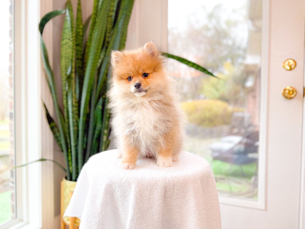 Cute Pomeranian Purebred Pup