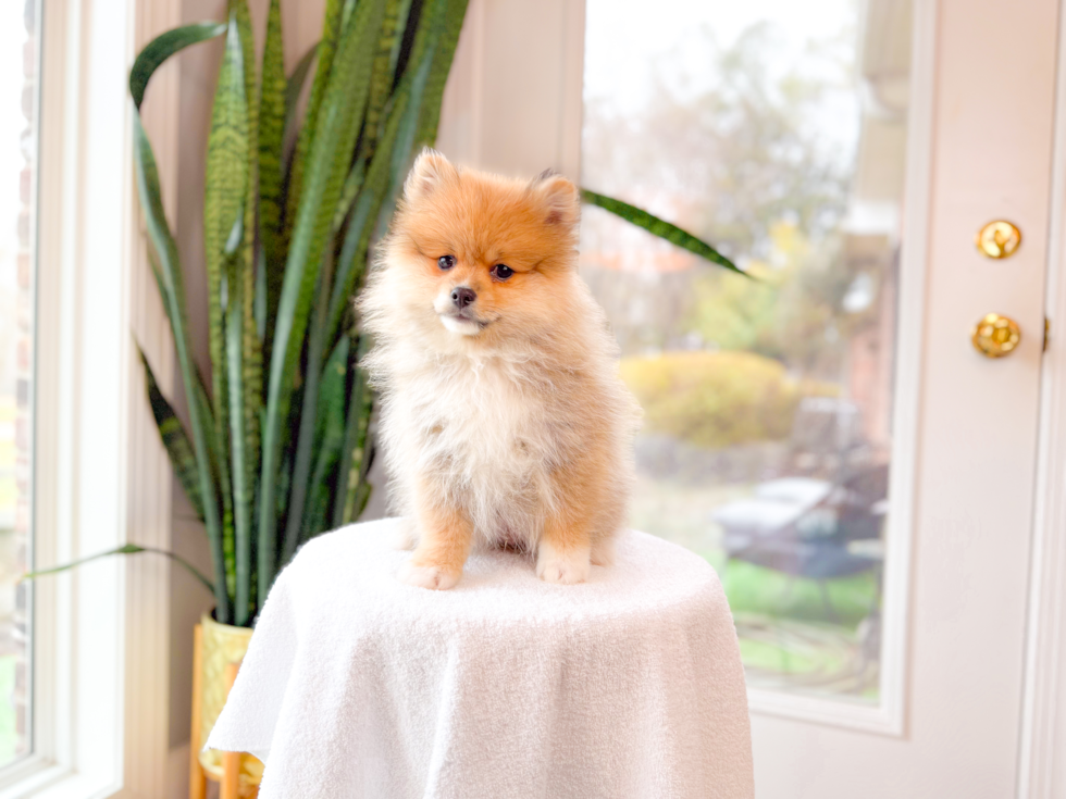 Cute Swergspitz Purebred Puppy