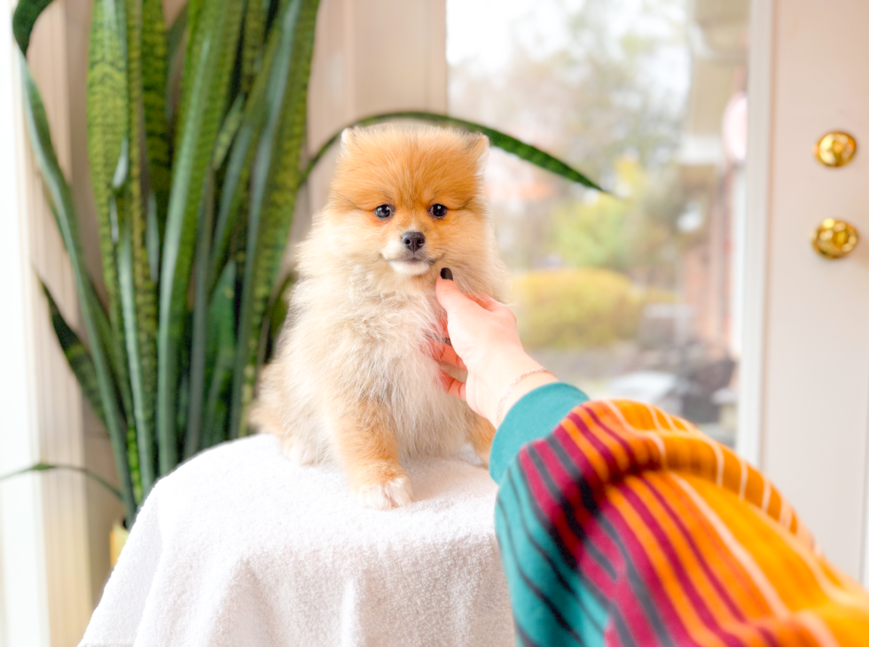 Pomeranian Pup Being Cute