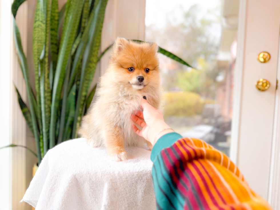 Cute Pomeranian Baby