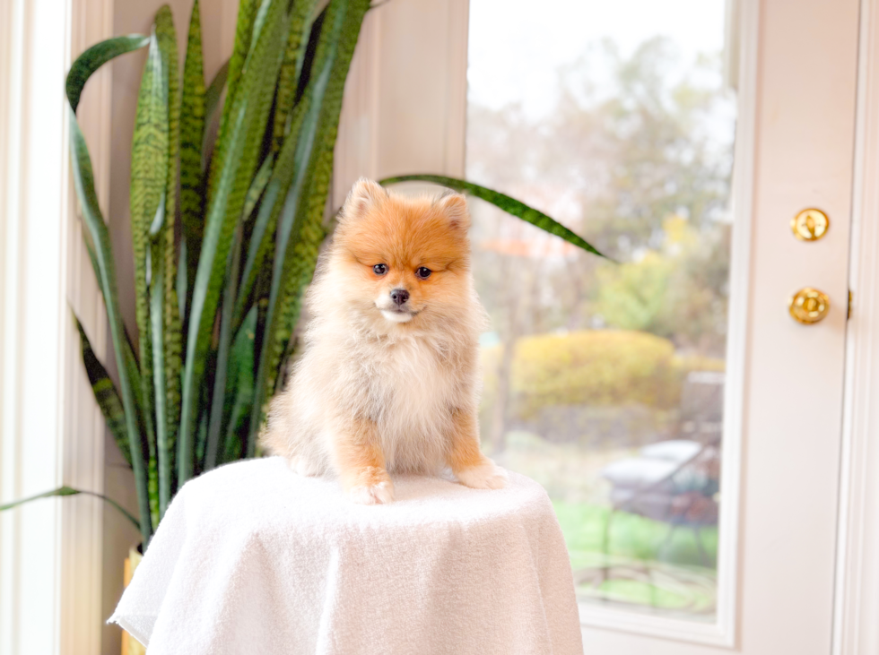 Pomeranian Puppy for Adoption