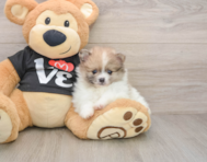 8 week old Pomeranian Puppy For Sale - Simply Southern Pups