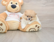 7 week old Pomeranian Puppy For Sale - Simply Southern Pups