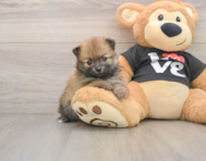 7 week old Pomeranian Puppy For Sale - Simply Southern Pups