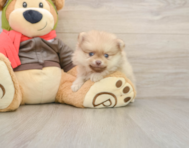 5 week old Pomeranian Puppy For Sale - Simply Southern Pups