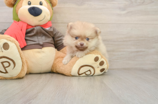 Adorable Pom Pom Purebred Puppy