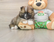 8 week old Pomeranian Puppy For Sale - Simply Southern Pups