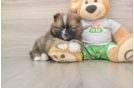 Pomeranian Pup Being Cute