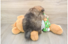Pomeranian Puppy for Adoption