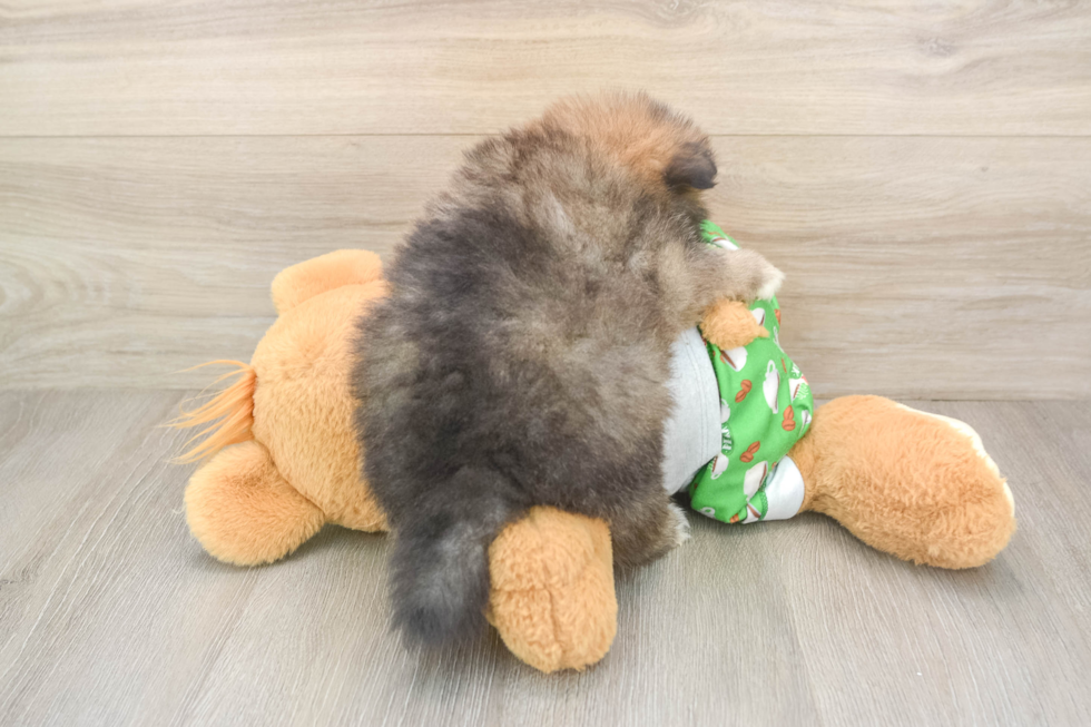 Pomeranian Puppy for Adoption