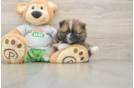 Best Pomeranian Baby