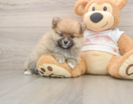 8 week old Pomeranian Puppy For Sale - Simply Southern Pups