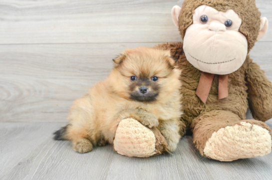 Smart Pomeranian Purebred Puppy