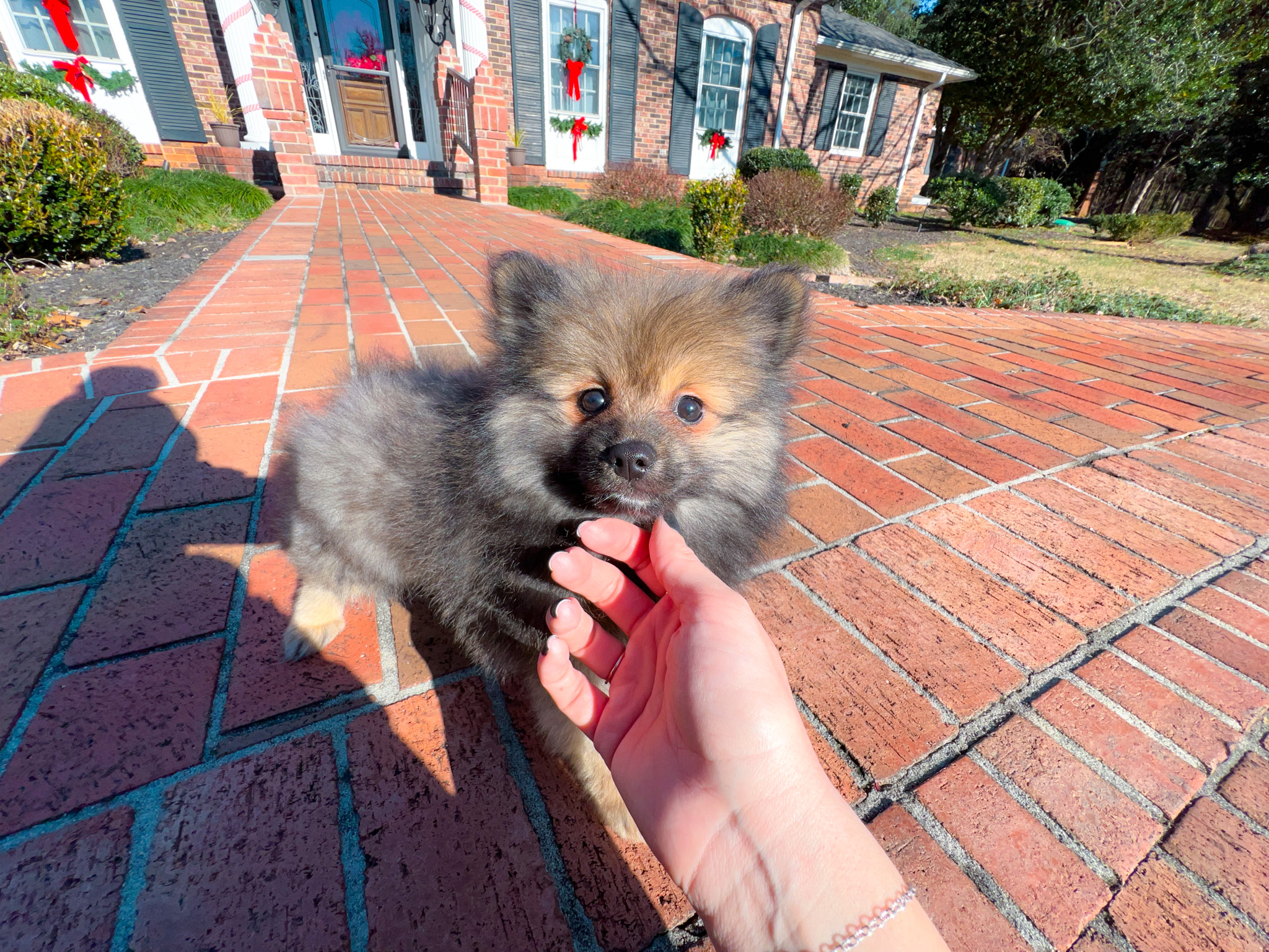 Toy fashion pomchi