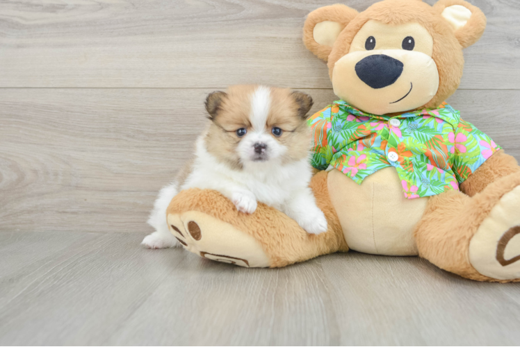Happy Dwarf Spitz Purebred Puppy