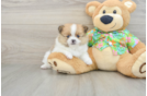 Happy Dwarf Spitz Purebred Puppy
