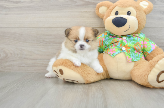 Happy Dwarf Spitz Purebred Puppy