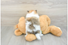 Pomeranian Pup Being Cute