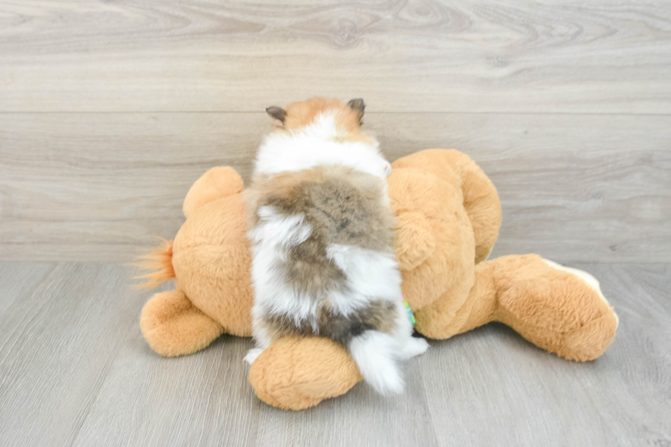 Pomeranian Pup Being Cute