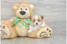 Pomeranian Pup Being Cute