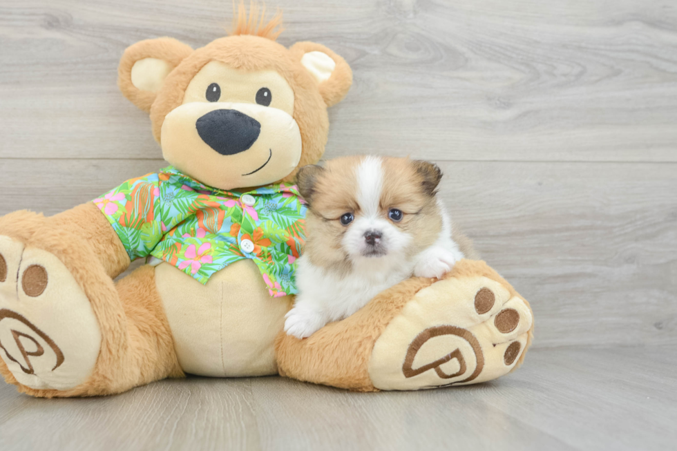 Pomeranian Pup Being Cute