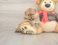 7 week old Pomeranian Puppy For Sale - Simply Southern Pups