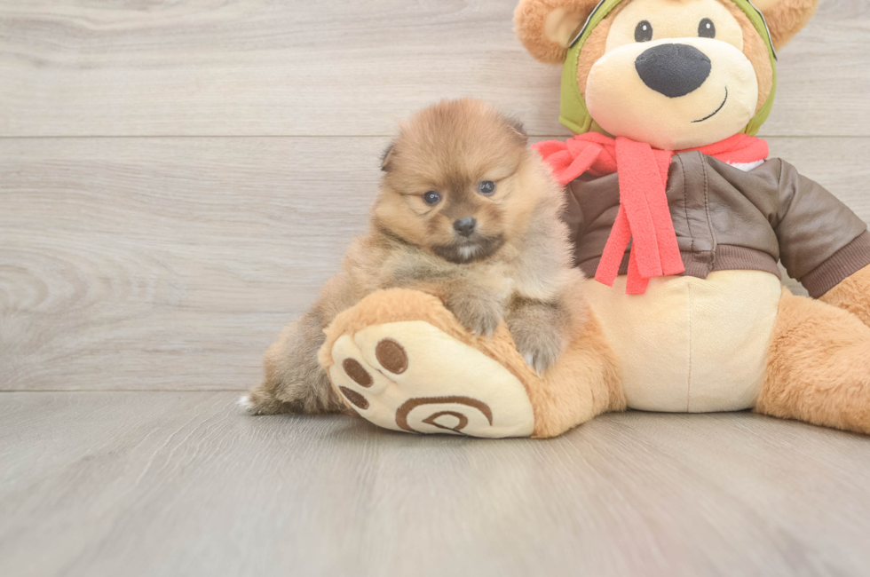 5 week old Pomeranian Puppy For Sale - Simply Southern Pups