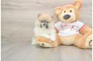 Pomeranian Pup Being Cute