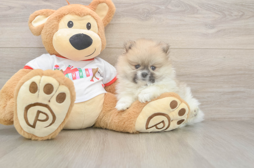 5 week old Pomeranian Puppy For Sale - Simply Southern Pups