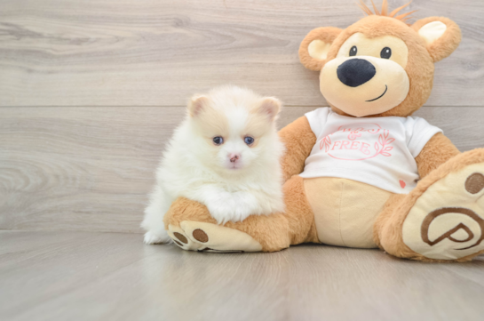 Pomeranian Pup Being Cute