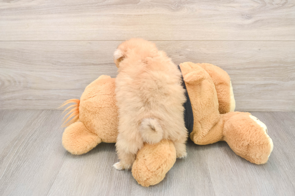Popular Pomeranian Baby