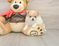 5 week old Pomeranian Puppy For Sale - Simply Southern Pups