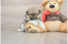 Akc Registered Pomeranian Purebred Pup