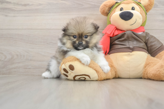 Akc Registered Pomeranian Purebred Pup