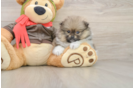 Small Pomeranian Purebred Pup