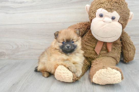 Best Pomeranian Baby