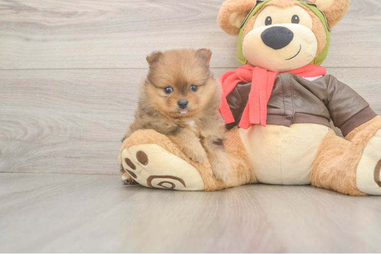 Small Pomeranian Purebred Pup