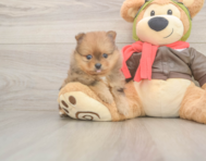 8 week old Pomeranian Puppy For Sale - Simply Southern Pups