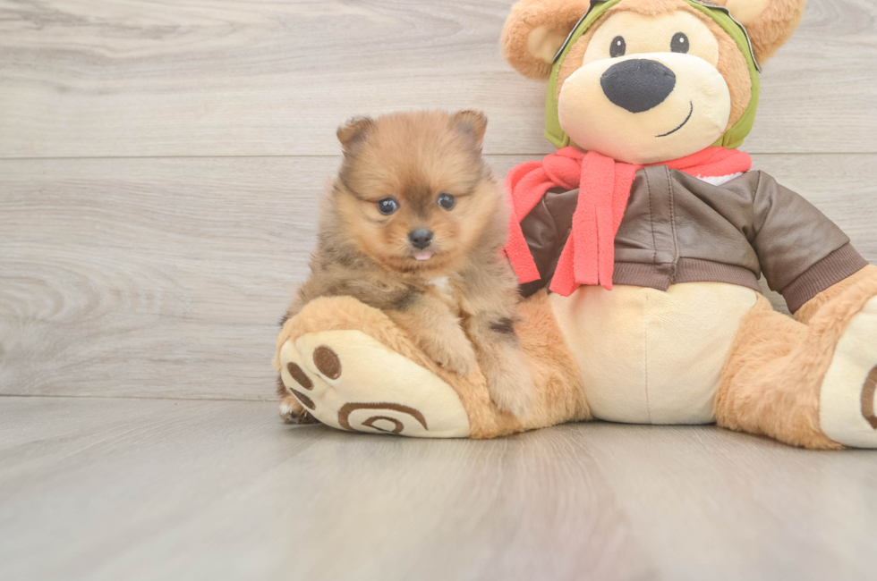 5 week old Pomeranian Puppy For Sale - Simply Southern Pups