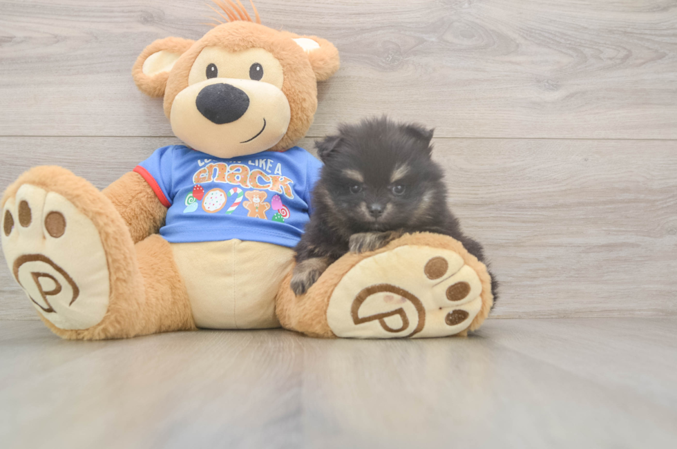 5 week old Pomeranian Puppy For Sale - Simply Southern Pups