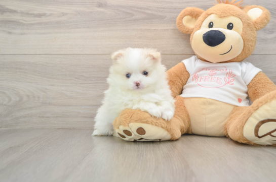 Smart Dwarf Spitz Purebred Puppy