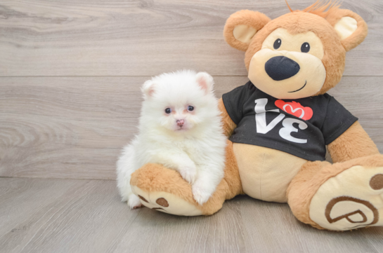 Pomeranian Pup Being Cute