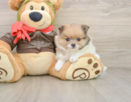 5 week old Pomeranian Puppy For Sale - Simply Southern Pups