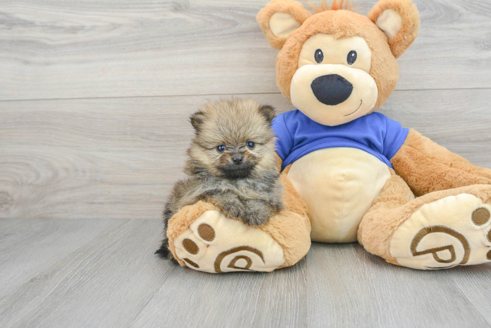 Fluffy Pomeranian Purebred Puppy