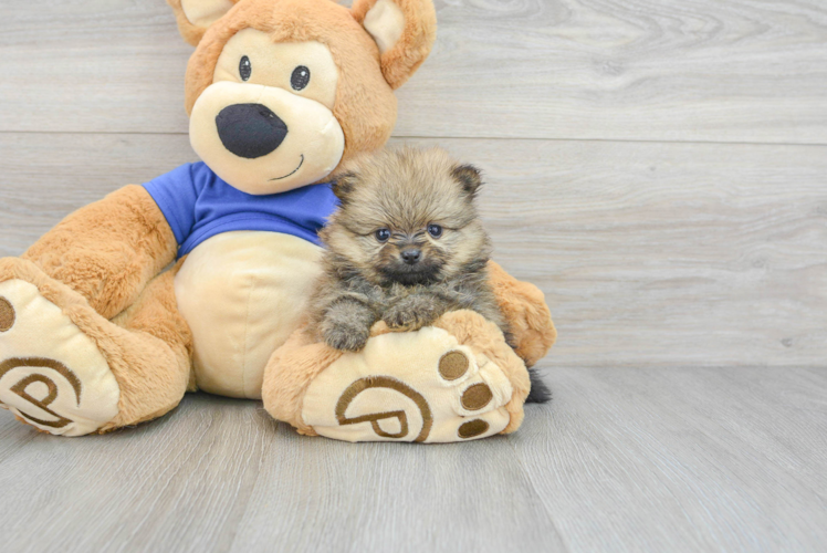 Little Pomeranian Baby